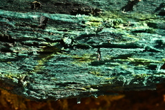 Chlorociboria