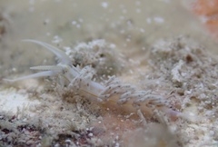 Dondice occidentalis