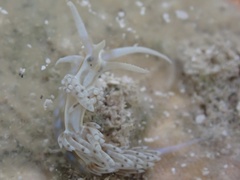 Dondice occidentalis