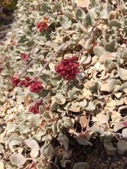 Eriogonum ovalifolium
