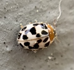 Psyllobora parvinotata