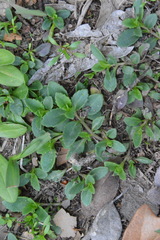 Mecardonia procumbens