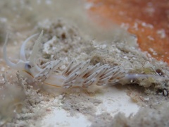 Dondice occidentalis