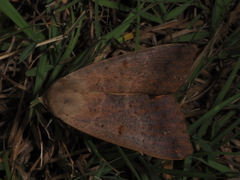 Ophiusa disjungens