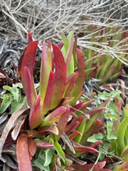 Carpobrotus