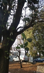Loranthaceae