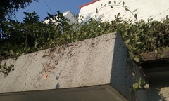 Loranthaceae