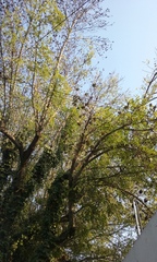 Loranthaceae