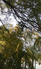 Loranthaceae