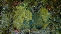 Agaricia humilis