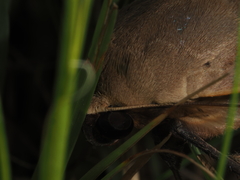 Ophiusa disjungens