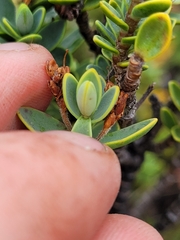 Veronica treadwellii