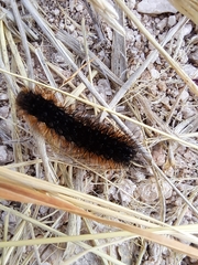 Apantesis incorrupta