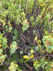 Veronica treadwellii