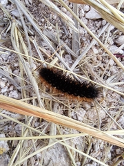 Apantesis incorrupta