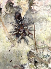 Eucidaris tribuloides