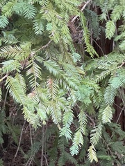 Sequoia