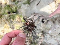 Eucidaris tribuloides