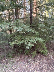 Sequoia