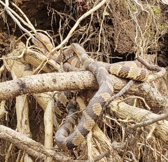 Nerodia sipedon pleuralis