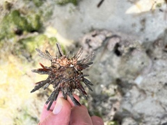 Eucidaris tribuloides