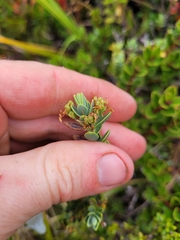 Veronica treadwellii