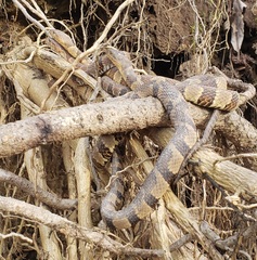 Nerodia sipedon pleuralis