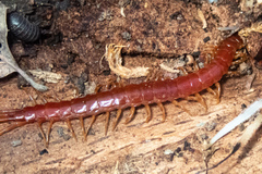 Scolopocryptops spinicaudus