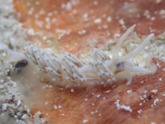 Dondice occidentalis