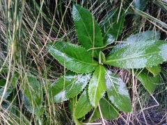 Leontodon hochstetteri