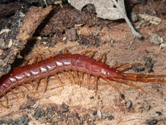 Scolopocryptops spinicaudus