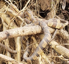 Nerodia sipedon pleuralis