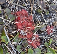 Drosera capillaris