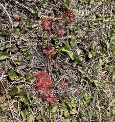 Drosera capillaris