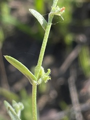 Harpagonella palmeri