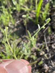 Harpagonella palmeri