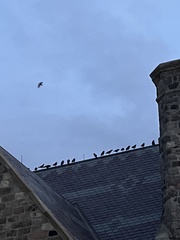 Corvus brachyrhynchos
