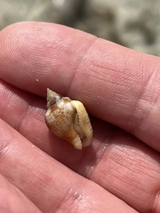 Columbella mercatoria