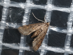 Parapoynx crisonalis