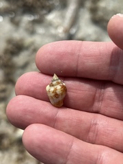 Columbella mercatoria