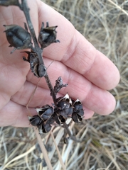 Aureolaria grandiflora