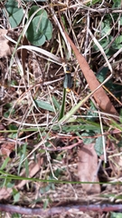 Chauliognathus lugubris