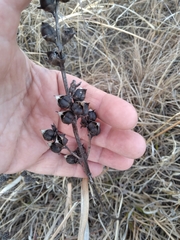 Aureolaria grandiflora