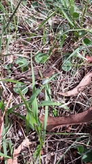 Chauliognathus lugubris