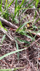 Chauliognathus lugubris