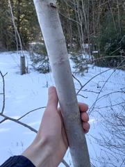 Populus