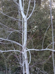 Populus