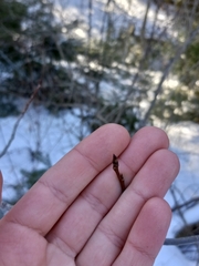 Populus