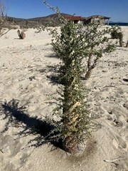 Fouquieria columnaris