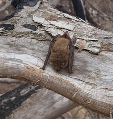 Myotis velifer